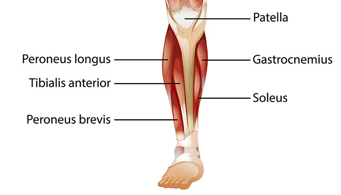 How Often To Train Calves